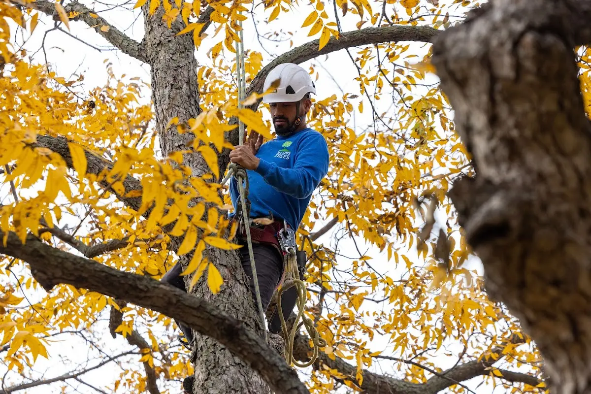 Skilled Tree Planting crew working in Leesburg